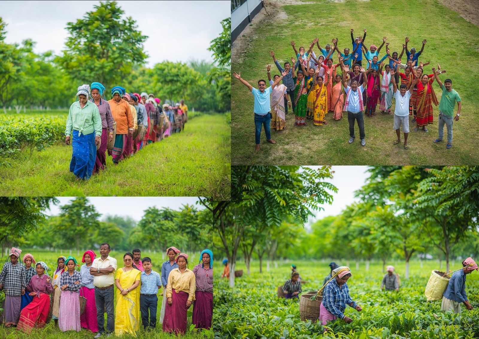 Ootsaa tea community and estate workers