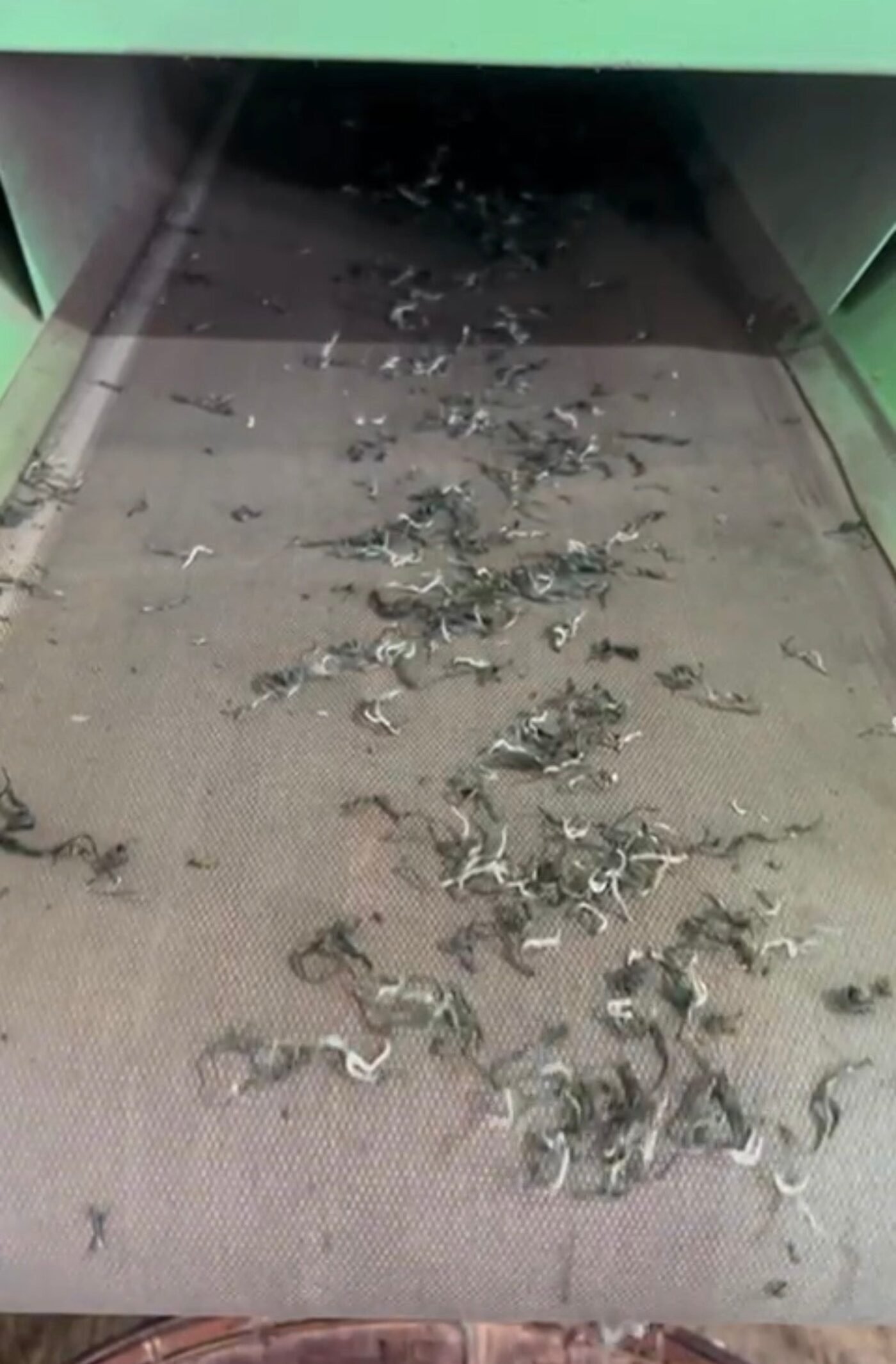 Drying and steaming tea leaves