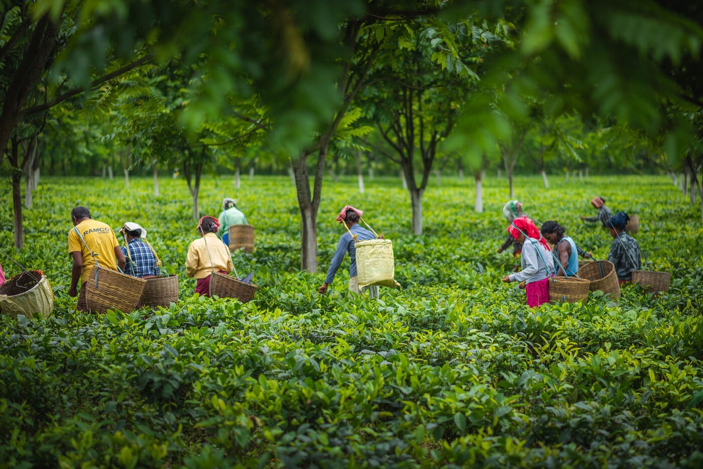 Plucking tea leaves at the estate