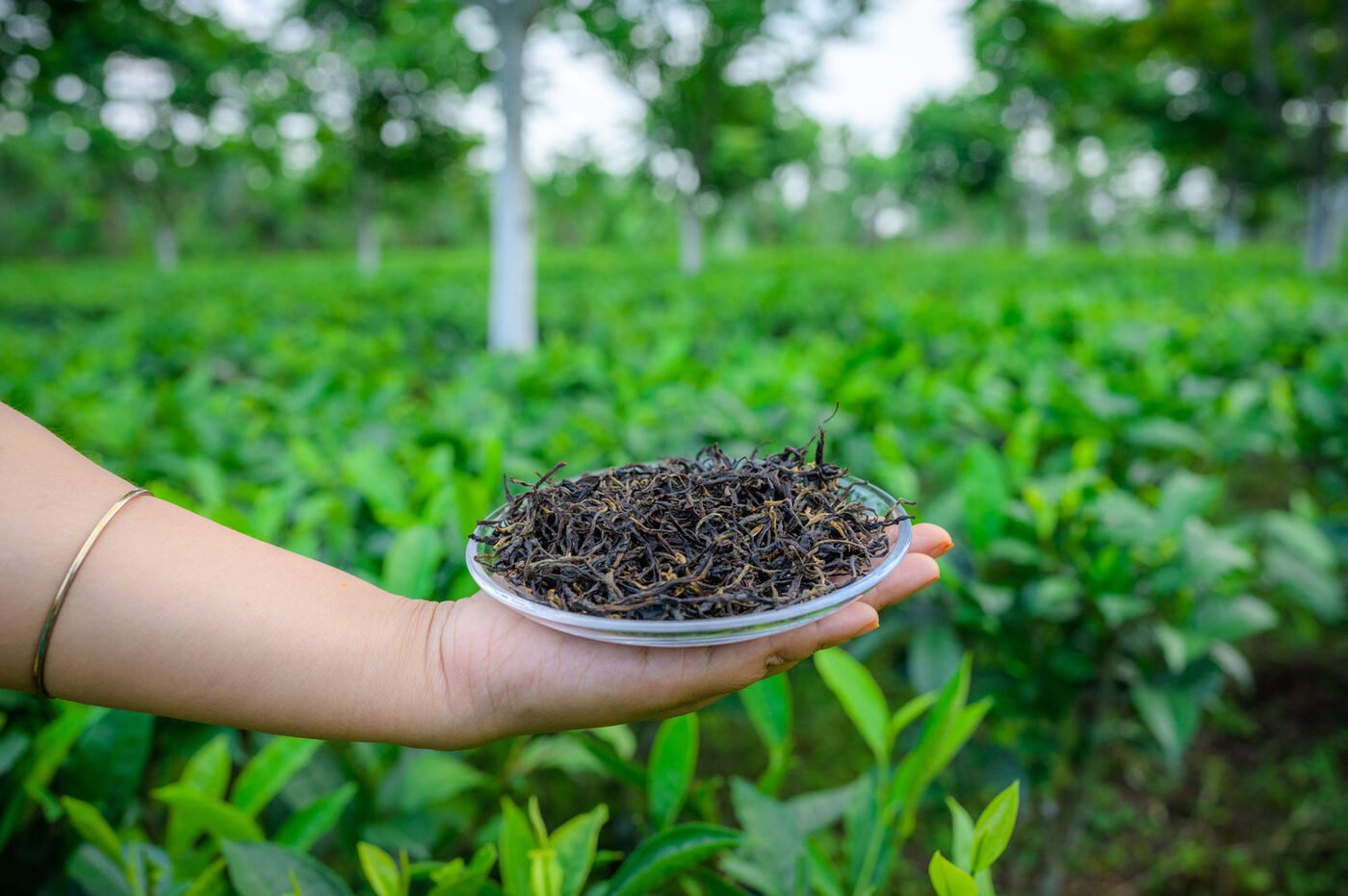 Finished loose leaf tea, ready to enjoy
