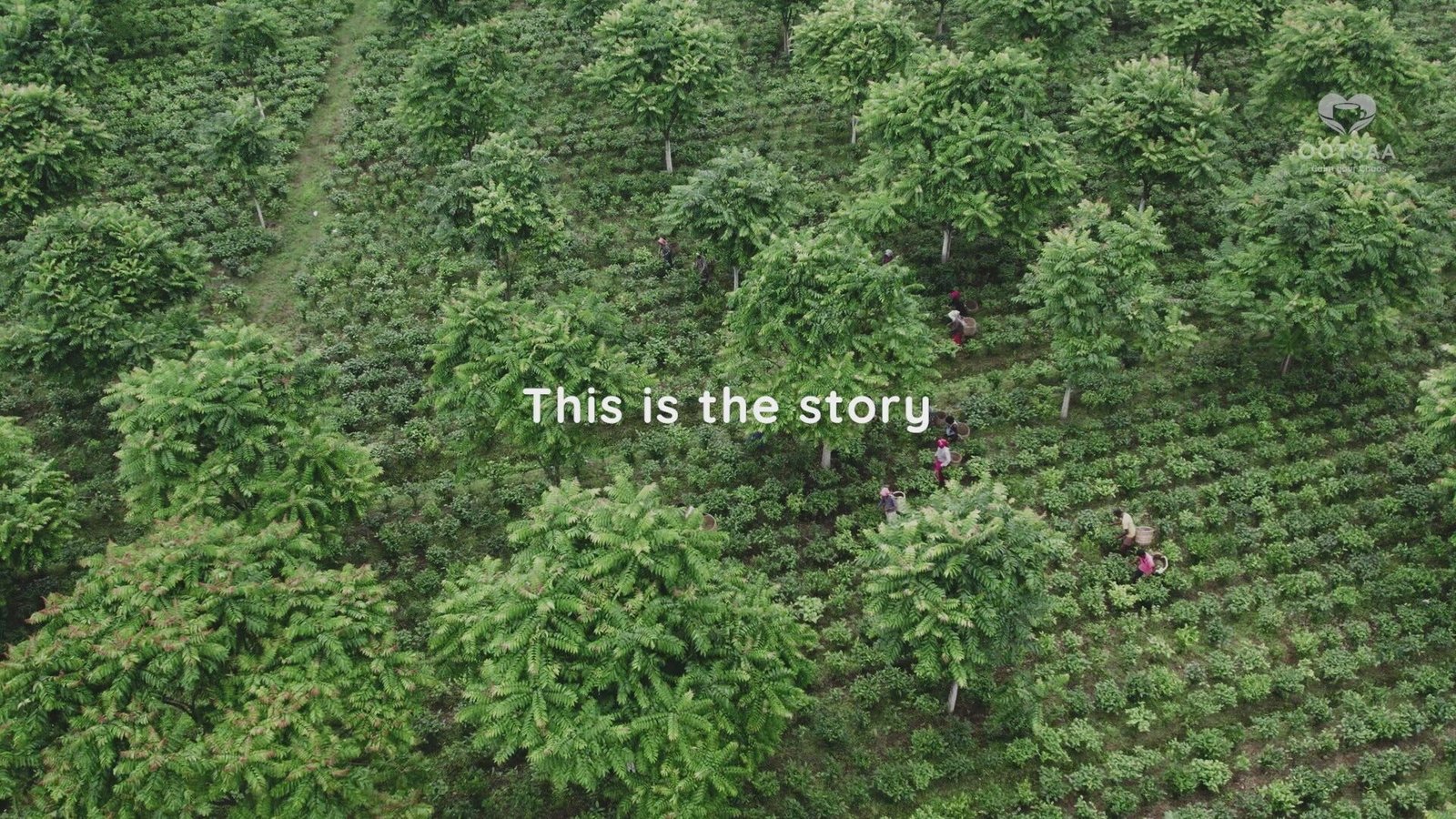Ootsaa tea estate video preview